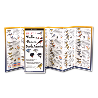 Sibley's Warblers of Eastern North America image 1