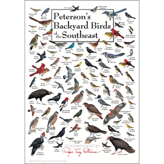 Peterson's Backyard Birds of the Southeast - Poster image 0