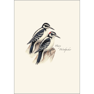 Peterson's Woodpecker Assortment image 4