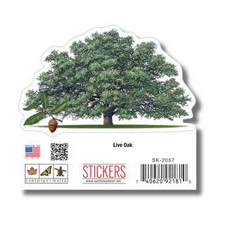 Live Oak image 1