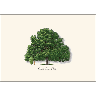 Coast Live Oak image 1