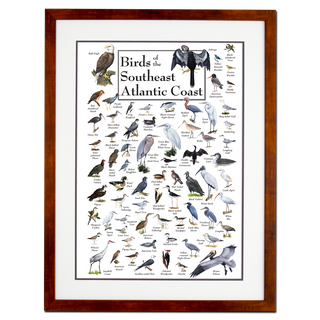 Birds of the Southeast Atlantic Coast - Poster - Double matted honey frame image