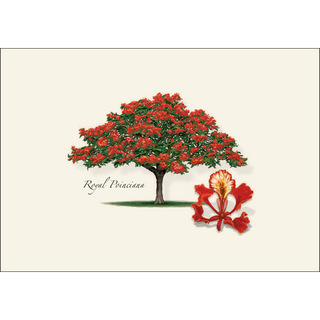 Jacaranda & Royal Poinciana Assortment image 1