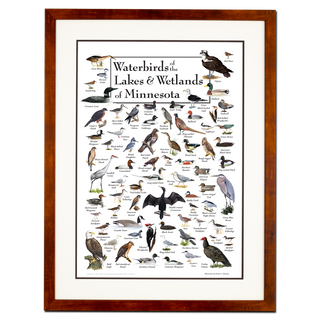 Waterbirds of the Lakes & Wetlands of Minnesota - Poster - Double matted honey frame image