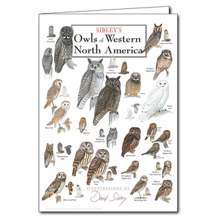 Sibley’s Owls of Western North America - Poster Card image 0