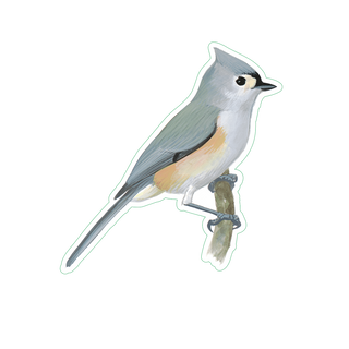 Tufted Titmouse image 1