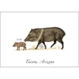 Javelina image 0