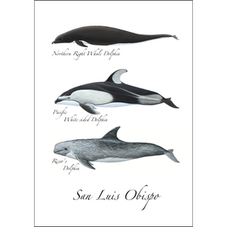 Pacific Dolphin Trio image 0