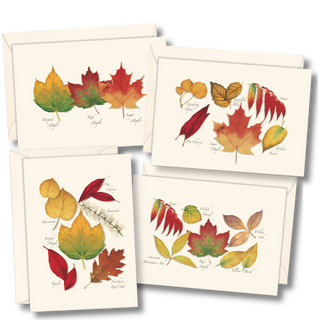 Fall foliage notecard assortment inspired by autumn forests
