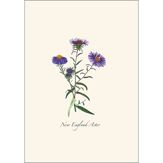 Meadow Wildflower Assortment image 2
