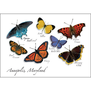 Mid-Atlantic Butterfly II image 0