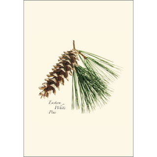 Pinecone Assortment image 1