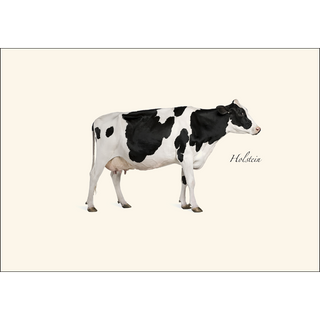 Holstein image 1