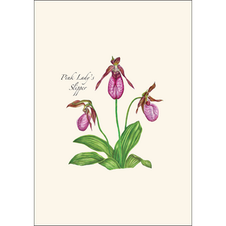 Native Orchid Assortment image 3