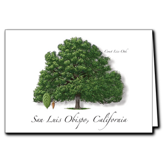 Coast Live Oak image 0