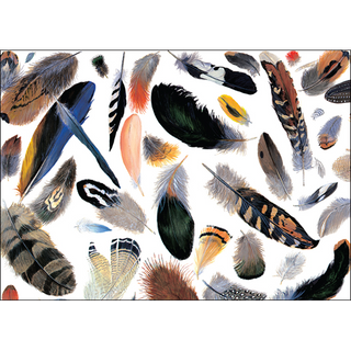 Feathers greeting card showcasing natural patterns, blank inside and thoughtfully printed