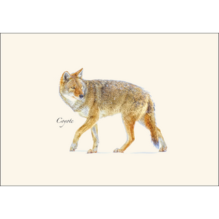 Coyote image 1