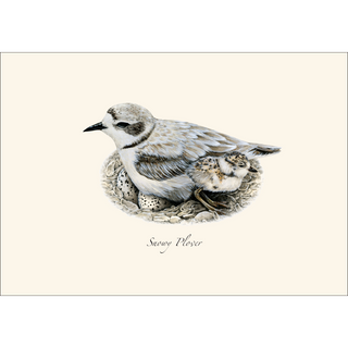Plover Assortment image 1