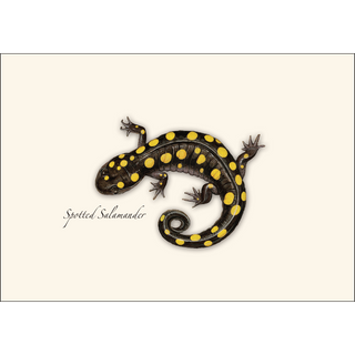 Spotted Salamander image 1