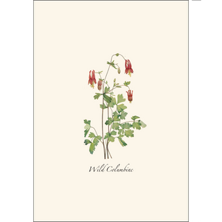 Meadow Wildflower Assortment image 3