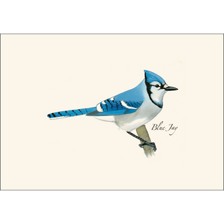 Blue Jay image 1