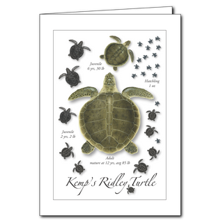 Kemp's Ridley Turtle Lifecycle image 0