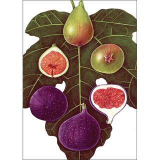 Figs greeting card inspired by orchard favorites, blank inside and printed on recycled paper