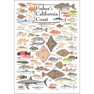 Nature-inspired Fishes of the California Coast Poster, printed on 80# coated stock with fade-resistant inks.
