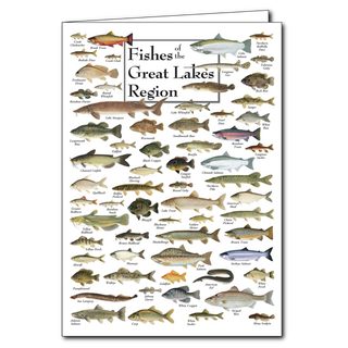 Great Lakes fishes greeting card celebrating freshwater diversity, blank inside