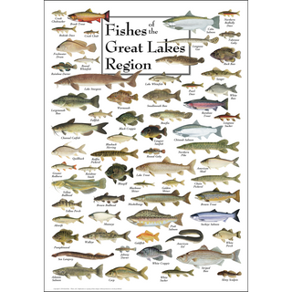 Vibrant Fishes of the Great Lakes Region Poster, made in the USA on 80# coated heavyweight stock, bringing nature to any space.
