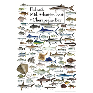Beautiful Fishes of the Mid-Atlantic Coast & Chesapeake Poster, printed on 80# coated stock with fade-resistant inks.
