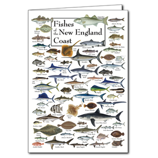 New England coast fishes greeting card celebrating marine life, blank inside and eco-conscious