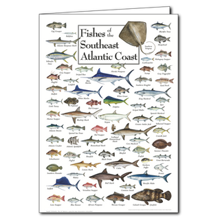 Southeast Atlantic coast fishes greeting card with regional favorites, blank inside