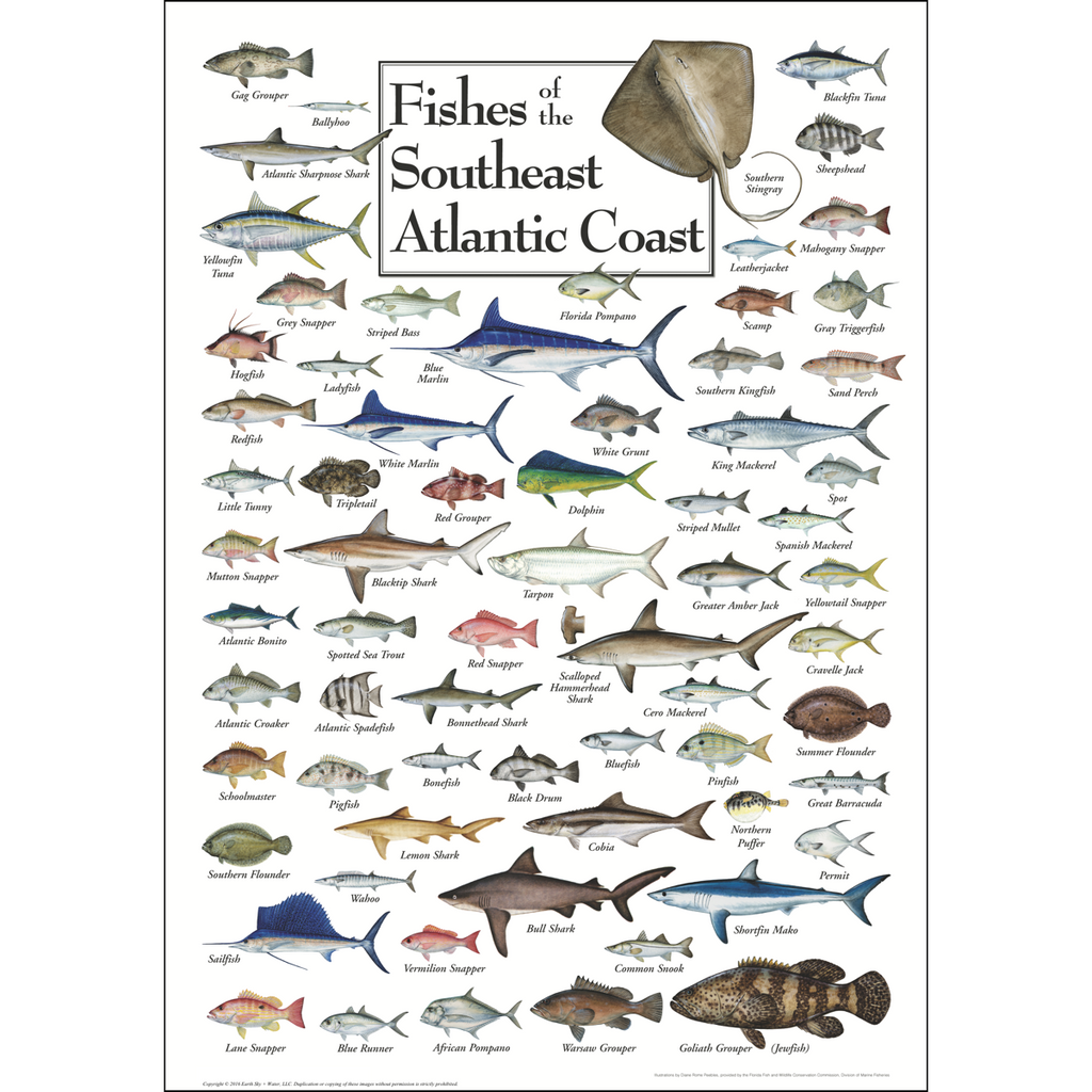 Posters - Fishes of the Southeast Atlantic Coast - Poster – Earth Sky ...