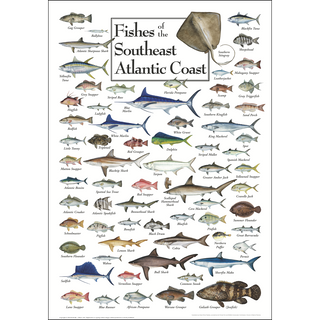 Detailed Fishes of the Southeast Atlantic Coast Poster, made in the USA on 80# coated heavyweight stock, perfect for nature educators.