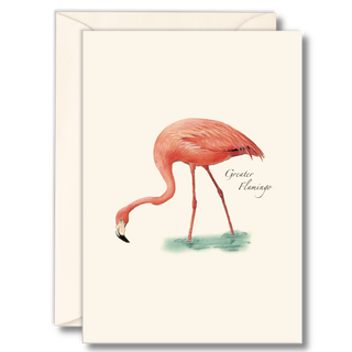 Flamingo notecard celebrating a vibrant coastal bird