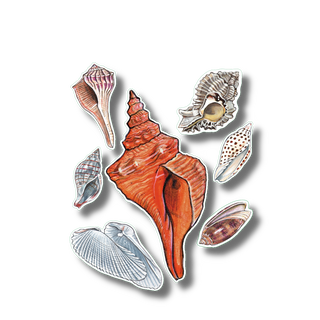 Florida seashells stickers with permanent clear adhesive for coastal shell species