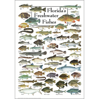 Eye-catching Florida's Freshwater Fishes Poster, ships in a sturdy 2" mailing tube, built to stand the test of time.