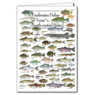 Texas and south-central freshwater fishes greeting card, blank inside and gift-ready