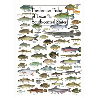 Stunning Freshwater Fishes of Texas & South-central States Poster wall poster, crafted by expert illustrators for nature enthusiasts.