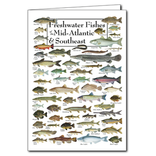 Mid-Atlantic and Southeast freshwater fishes greeting card, blank inside and recyclable