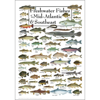 Colorful Freshwater Fishes of the Mid-Atlantic & Southeast Poster, printed on 80# coated stock with fade-resistant inks.