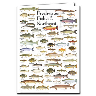 Northeast freshwater fishes greeting card celebrating rivers and lakes, blank inside