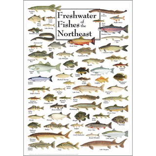 High-quality Freshwater Fishes of the Northeast Poster, made in the USA on 80# coated heavyweight stock, designed for nature lovers.