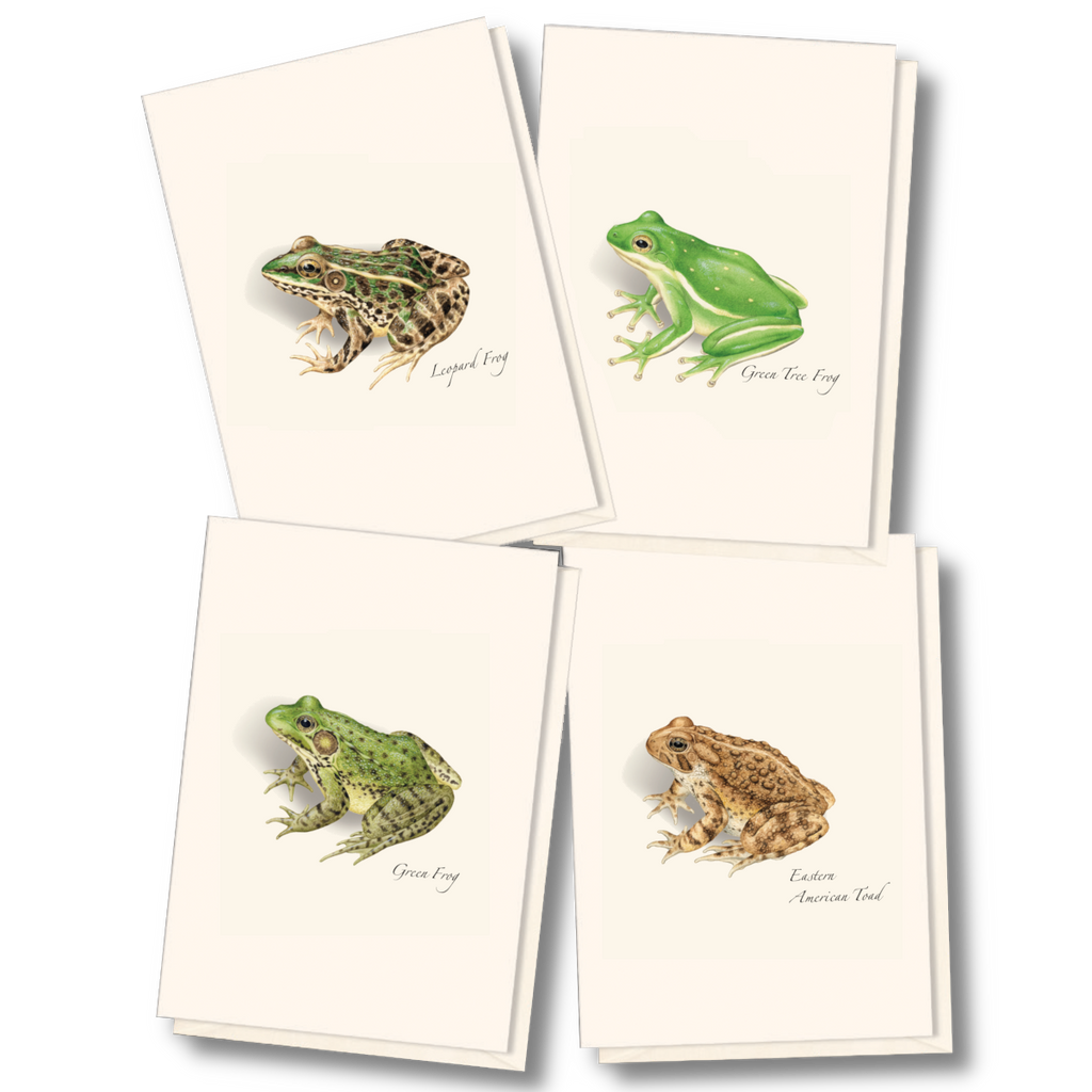 Best Selling Boxed Notecards - Frog & Toad Assortment