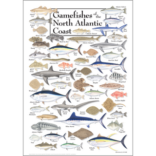 Accurate Gamefishes of Northeast Atlantic Poster, printed on 80# coated stock with fade-resistant inks.