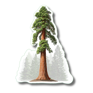 Giant sequoia stickers on water-resistant vinyl featuring a monumental tree species