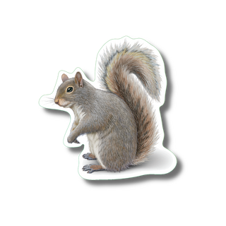 Gray squirrel II stickers made in the USA, showcasing a common forest mammal species with long-lasting color