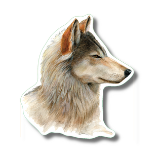 Gray wolf II stickers made in the USA highlighting a keystone predator species