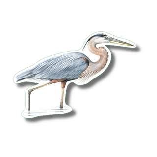 Great blue heron II stickers on durable vinyl featuring a wetland bird species for educational reference
